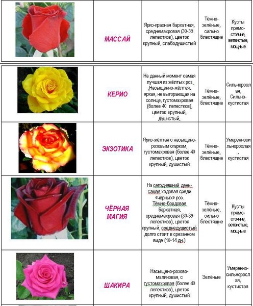 Как отличить розы. Классификация бутонов роз. Цвета роз названия. Описания и название розы. Таблица сортов роз.