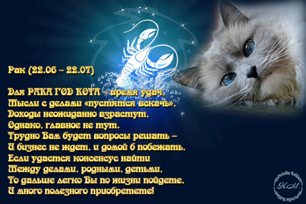 Рожденный год кота. Шуточный гороскоп на год кролика. Гороскоп год кролика кота. Стихи про год кота и кролика. Шуточная характеристика мужчины Льва.