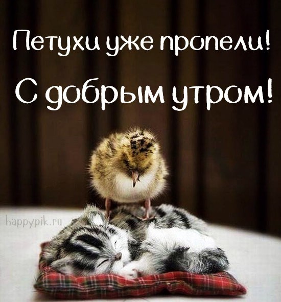Pin de Matveyeva Tanya en Доски вдохновения Perros pug, Fotos divertidas de perr