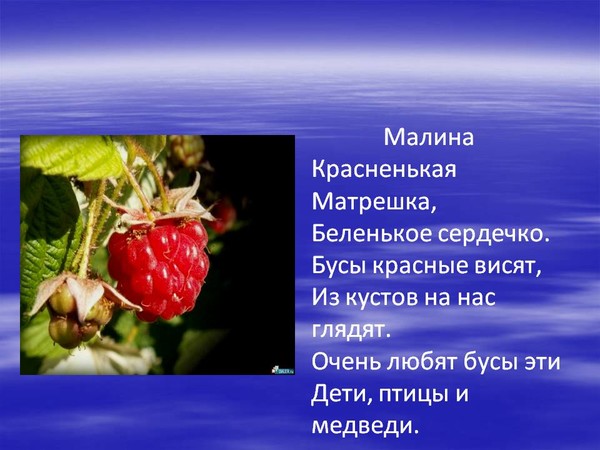 Отгадай загадку : Что за ягода красненькая матрёшка …