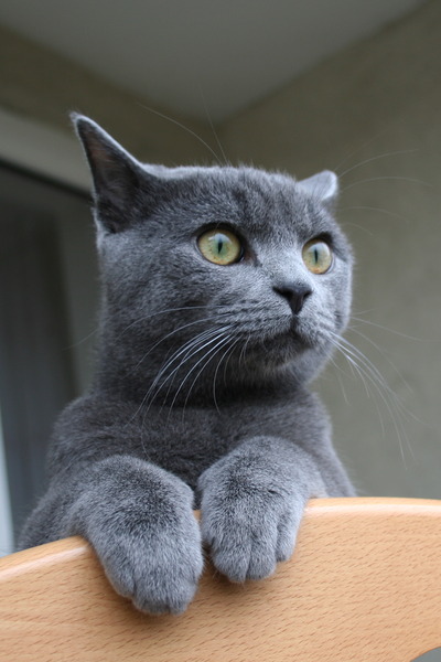 Диалоги с котом