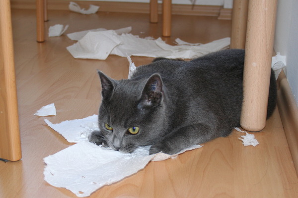 Диалоги с котом