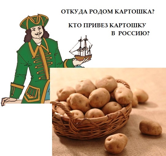 Картофель род