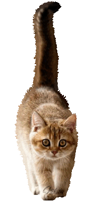 Котики анимация без фона, днем космонавтики