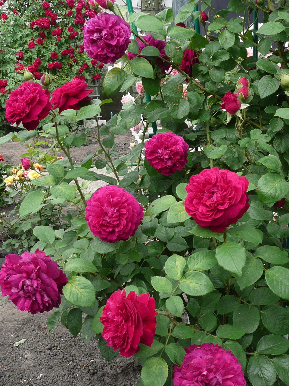 Роза Екатерина Великая роза