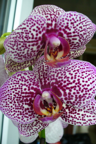 09/09/2011 Phalaenopsis violet spot 