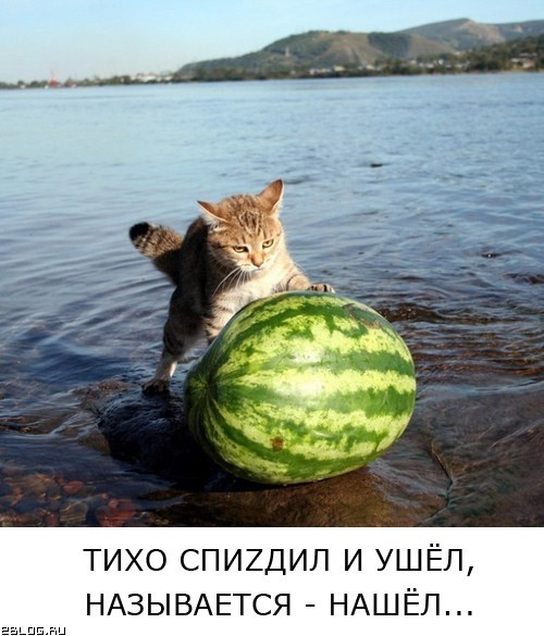 Кот на арбузе мем