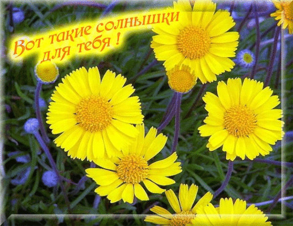 Декабря, картинки анимация тебе солнышко