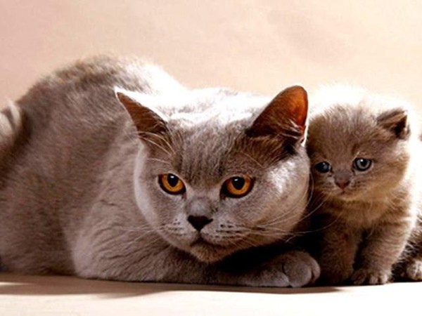 Кошка с котенком