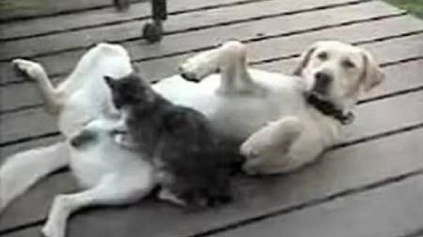 Собака ебет кота