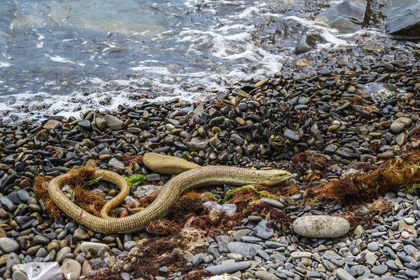 Змеи Черного Моря Фото И Названия