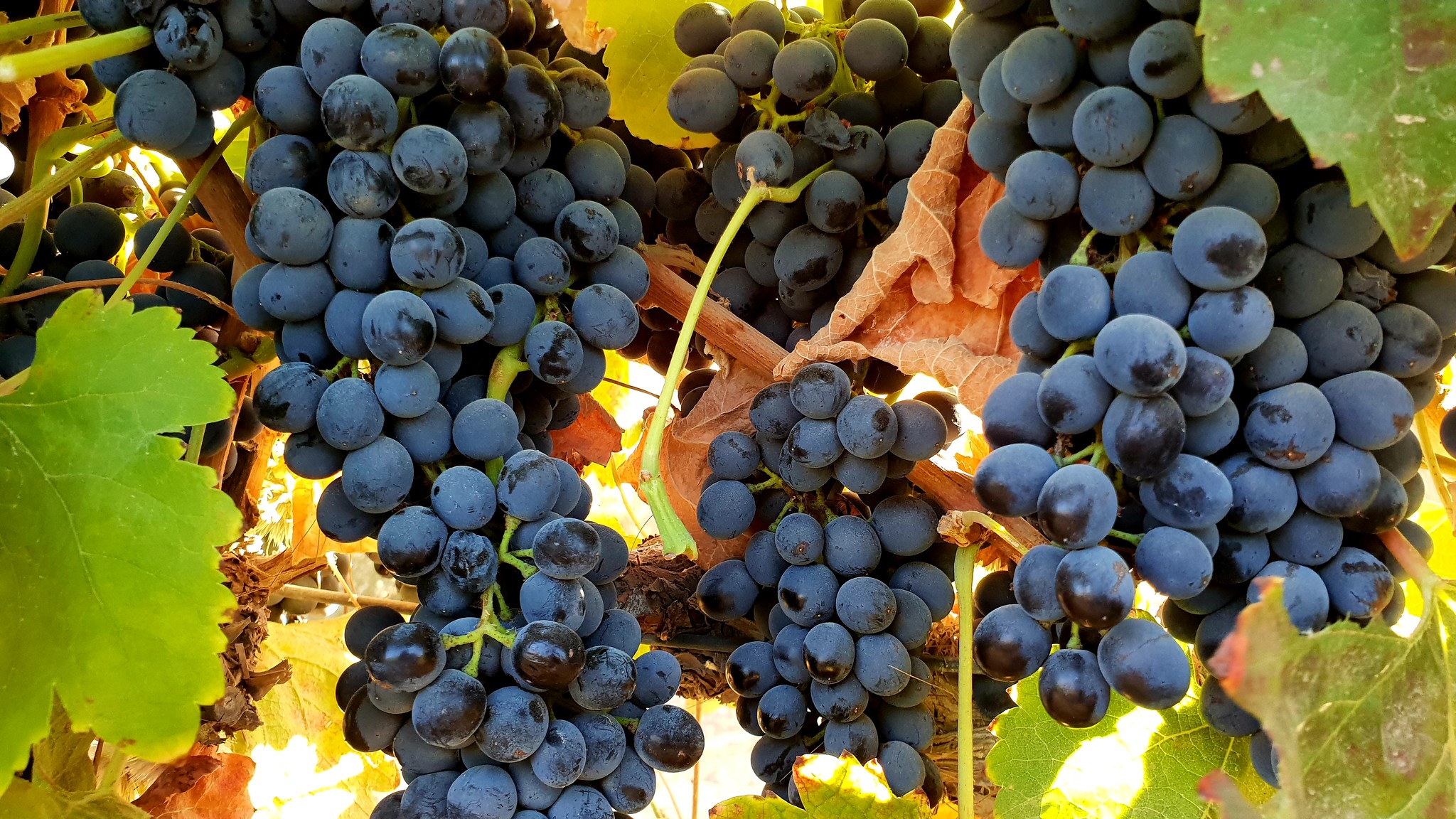 Виноград Королева виноградников
