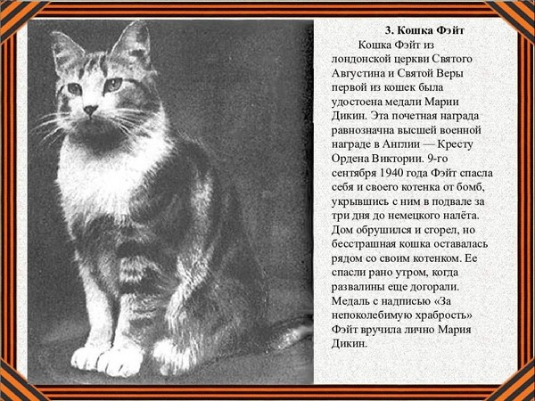Рассказ про кота