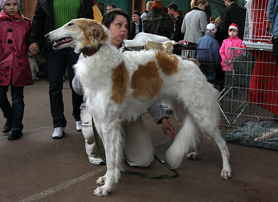 выставка собак
