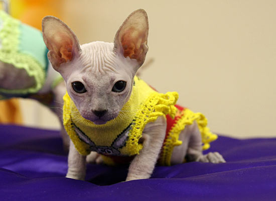 Выставка кошек