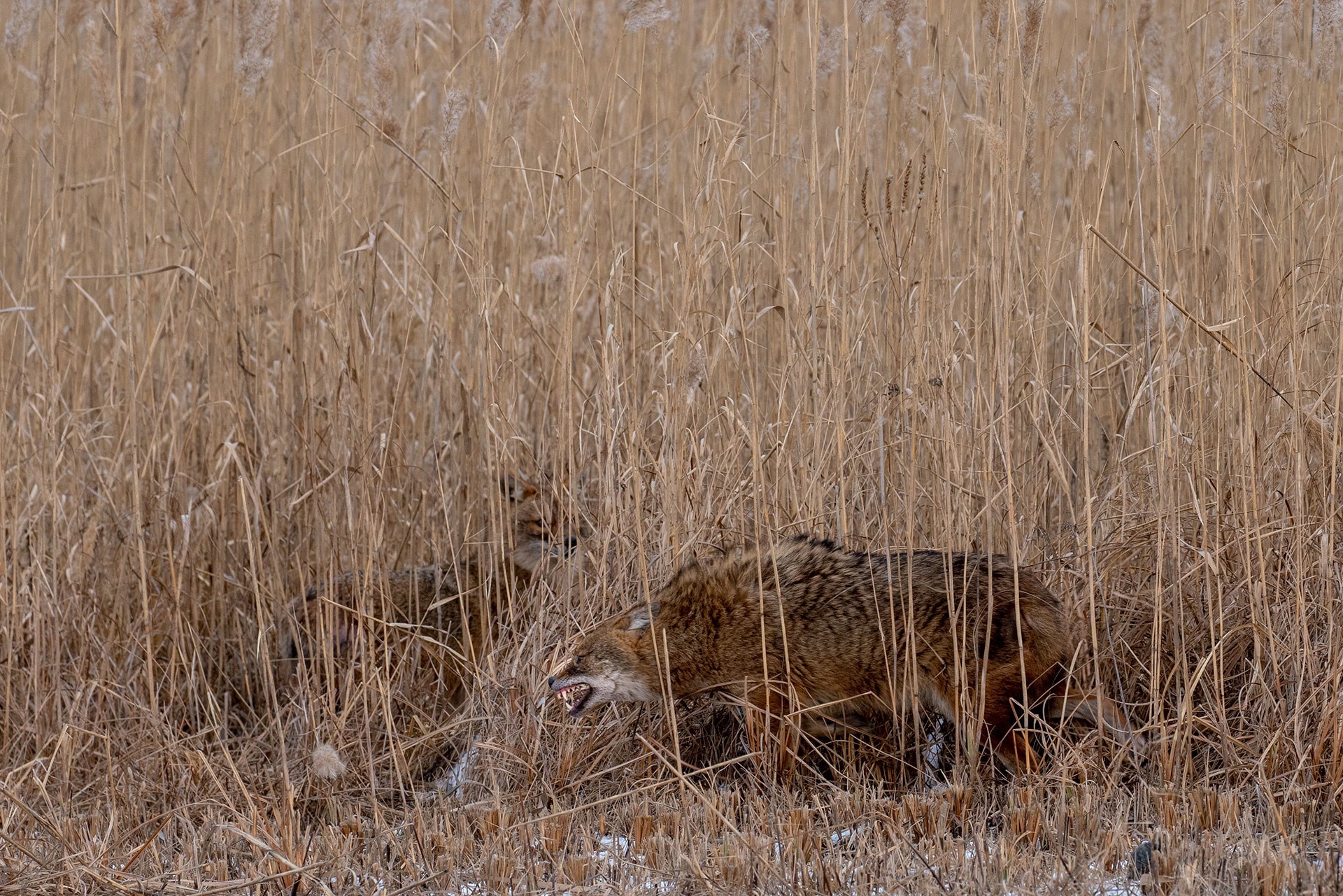 Охота на шакала в Ростовской области