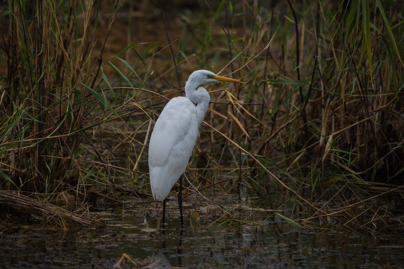    Ardea cinerea Linnaeus 1758   7   