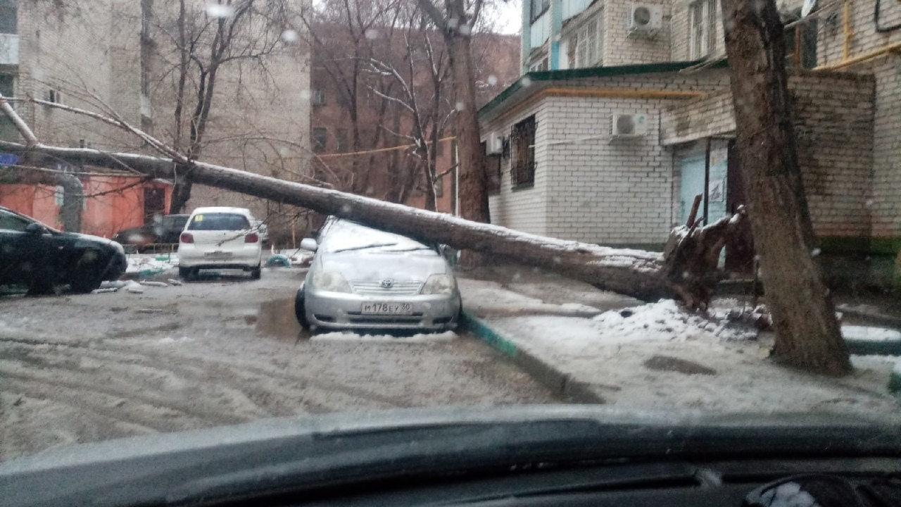 Южный апокалипсис: сильный ветер в Астрахани повалил десятки деревьев и  столбов. Фото | 05.03.2022 | Астрахань - БезФормата