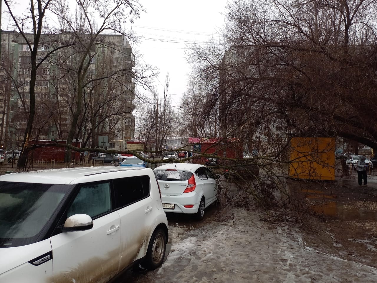 Южный апокалипсис: сильный ветер в Астрахани повалил десятки деревьев и  столбов. Фото | 05.03.2022 | Астрахань - БезФормата