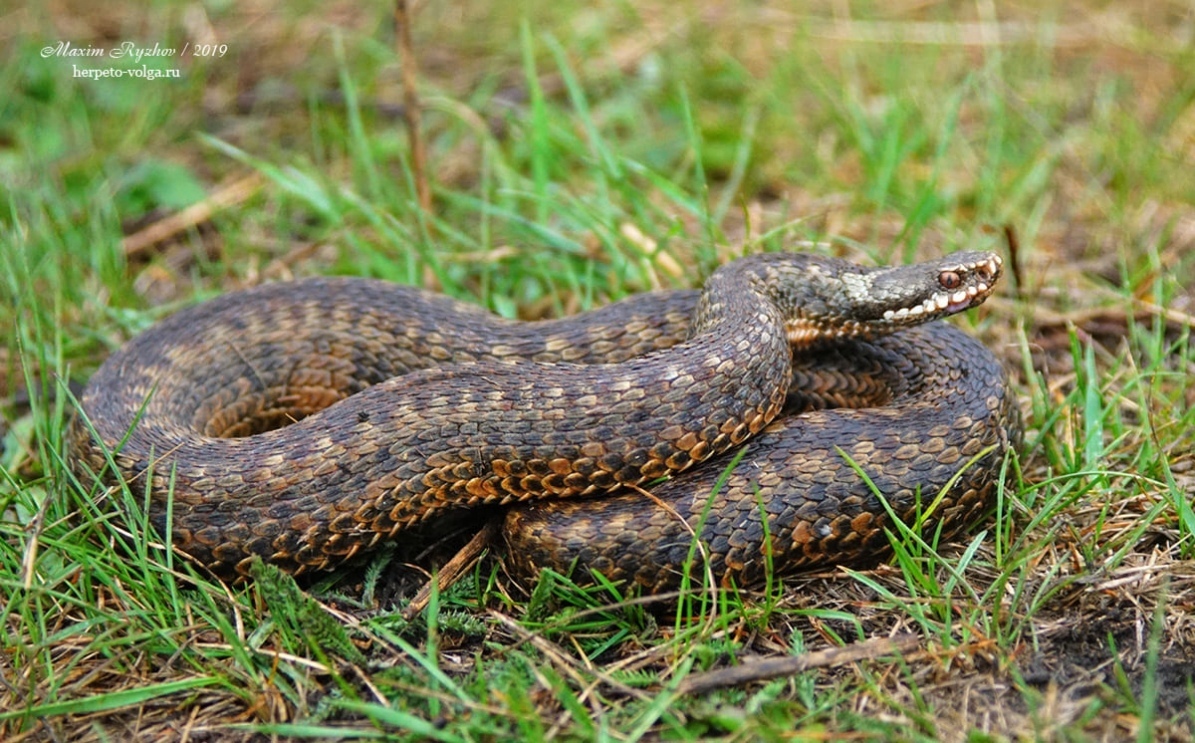 Змеи смоленской области фото с названиями какие водятся