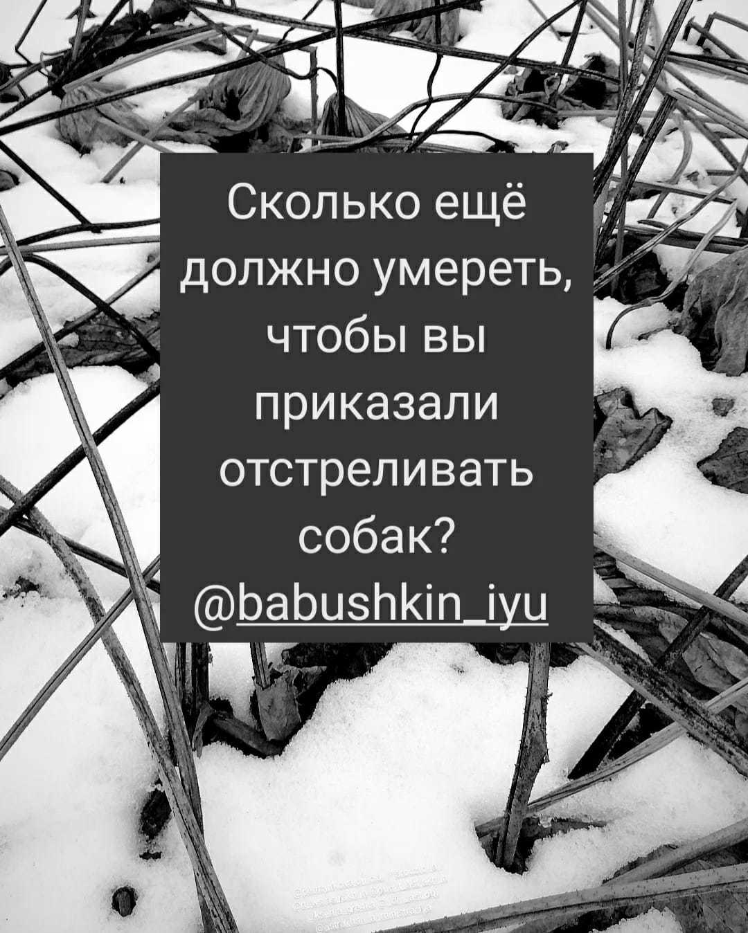 Соцсети взбунтовались: астраханцы требуют отстреливать собак