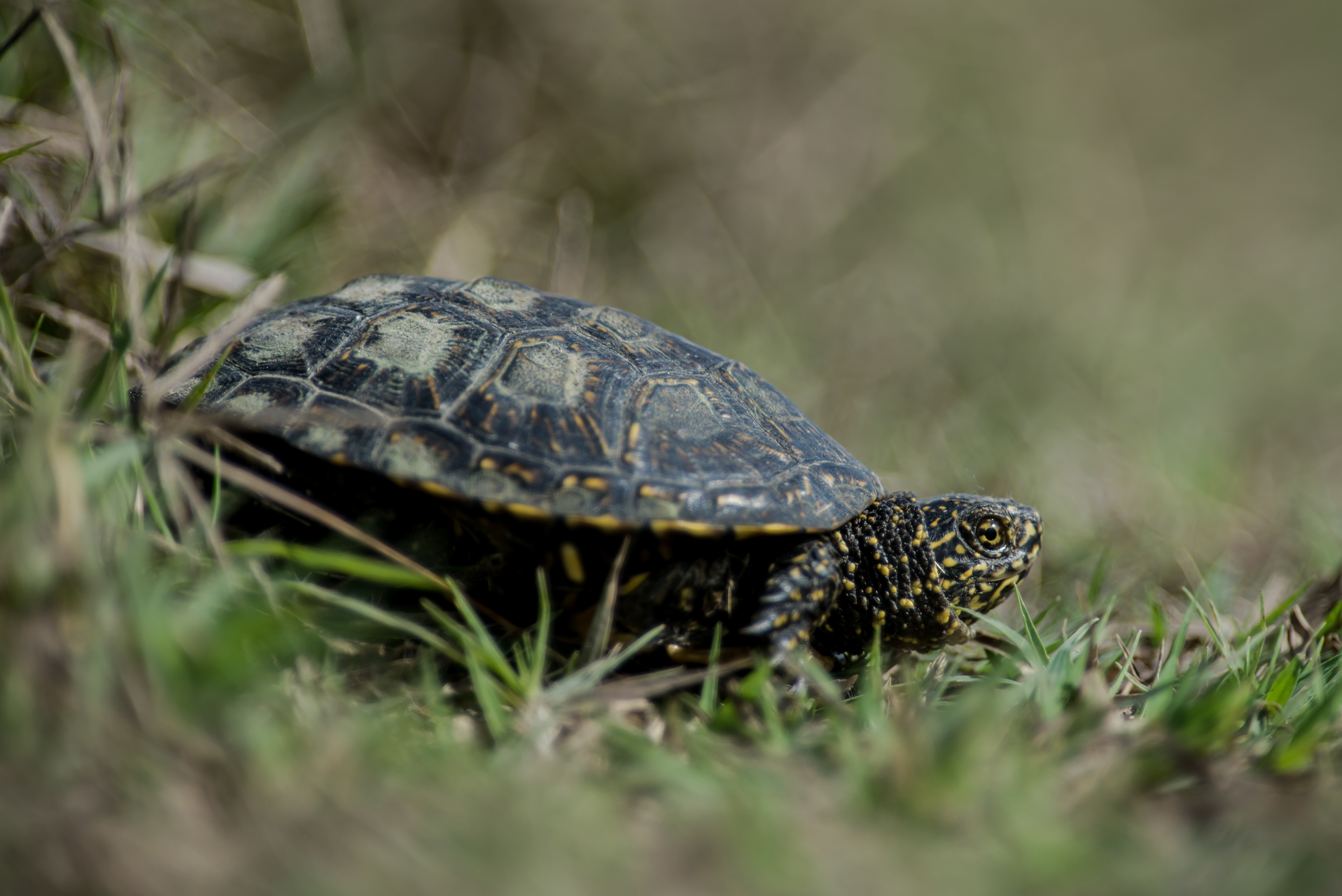 Болотная черепаха в Татарстане