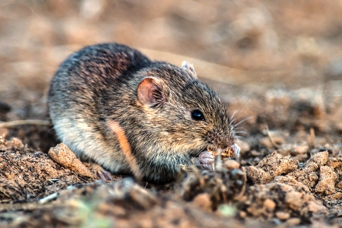 Лесные и полевые мыши 🌟 Фото, названия, описание ✔