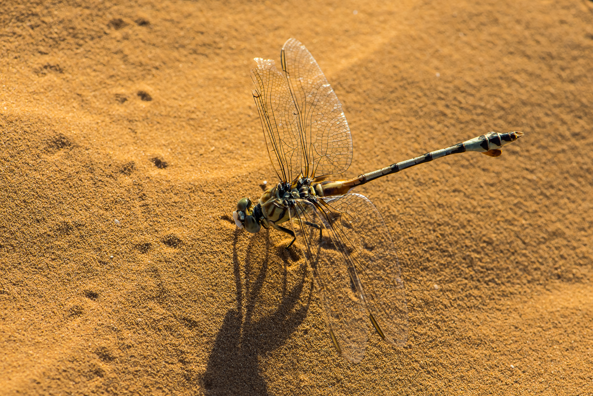 Libellulidae личинка