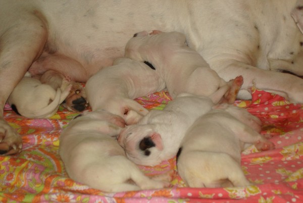 Щенки только родились. Щенки американского бульдога Новорожденные. Только родившийся щенок бульдога.