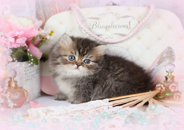 Открытка, открытка все мои кошечки