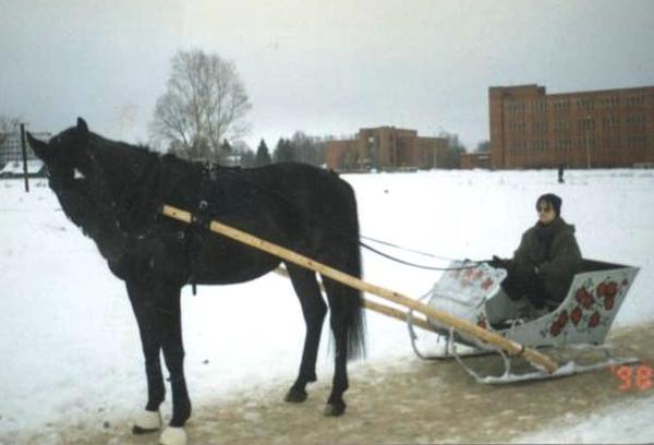 Бидарка для лошадей фото