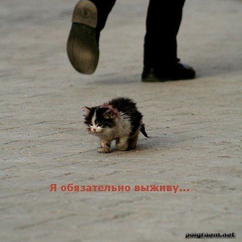 Я обязательно выживу котик