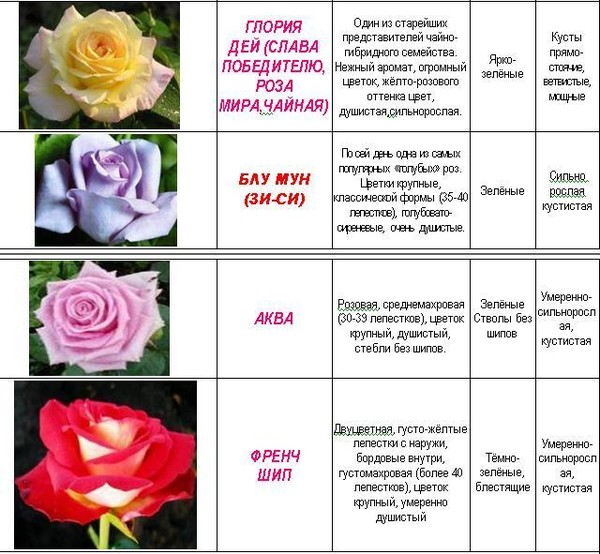 Классификация роз по группам с фото и названиями