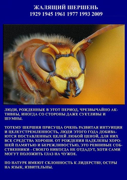 Год шершня по славянскому календарю