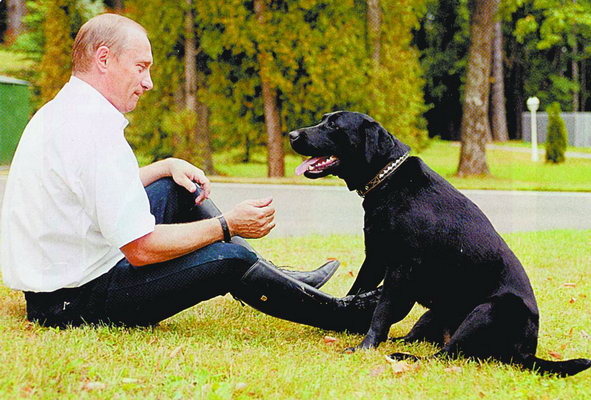 Какая собака у путина лабрадор фото