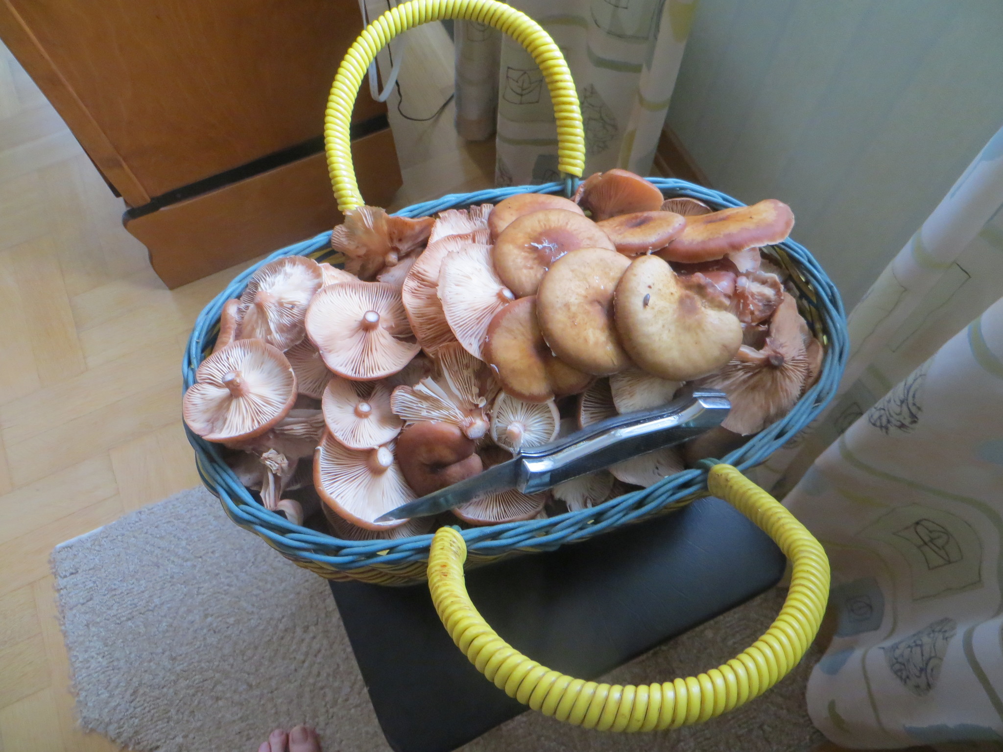 Опёнок летний (Kuehneromyces mutabilis). Фото на сайте "Грибы Калужской области"
