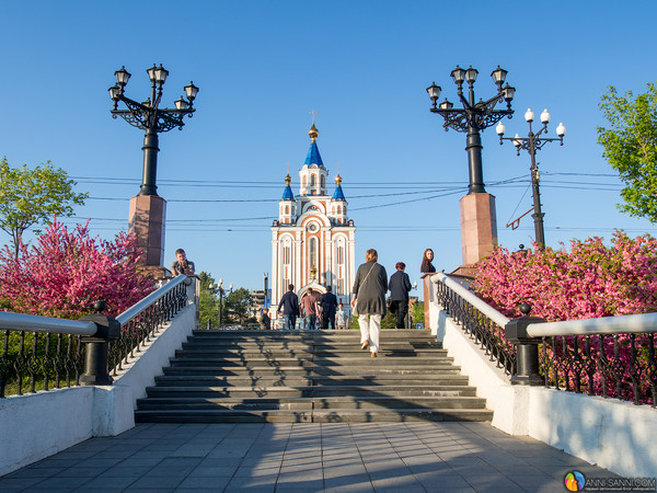 Хабаровск в цвету. Хабаровск весной. Цветение в Хабаровске. Сакура Хабаровск.