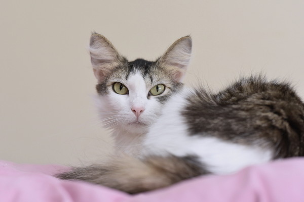 Кошка муся
