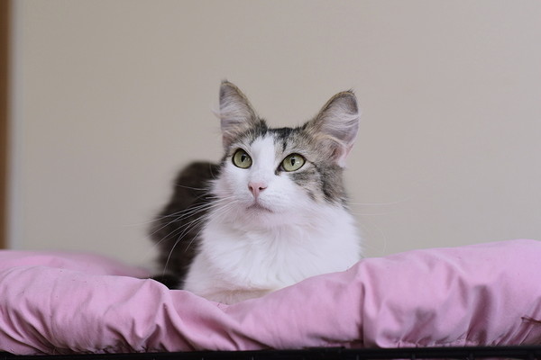 Кошка муся