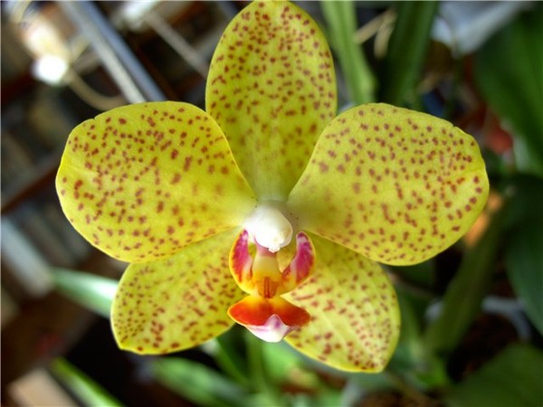 Орхидея легенда фото и описание