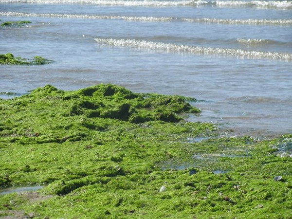 Тина в воде фото