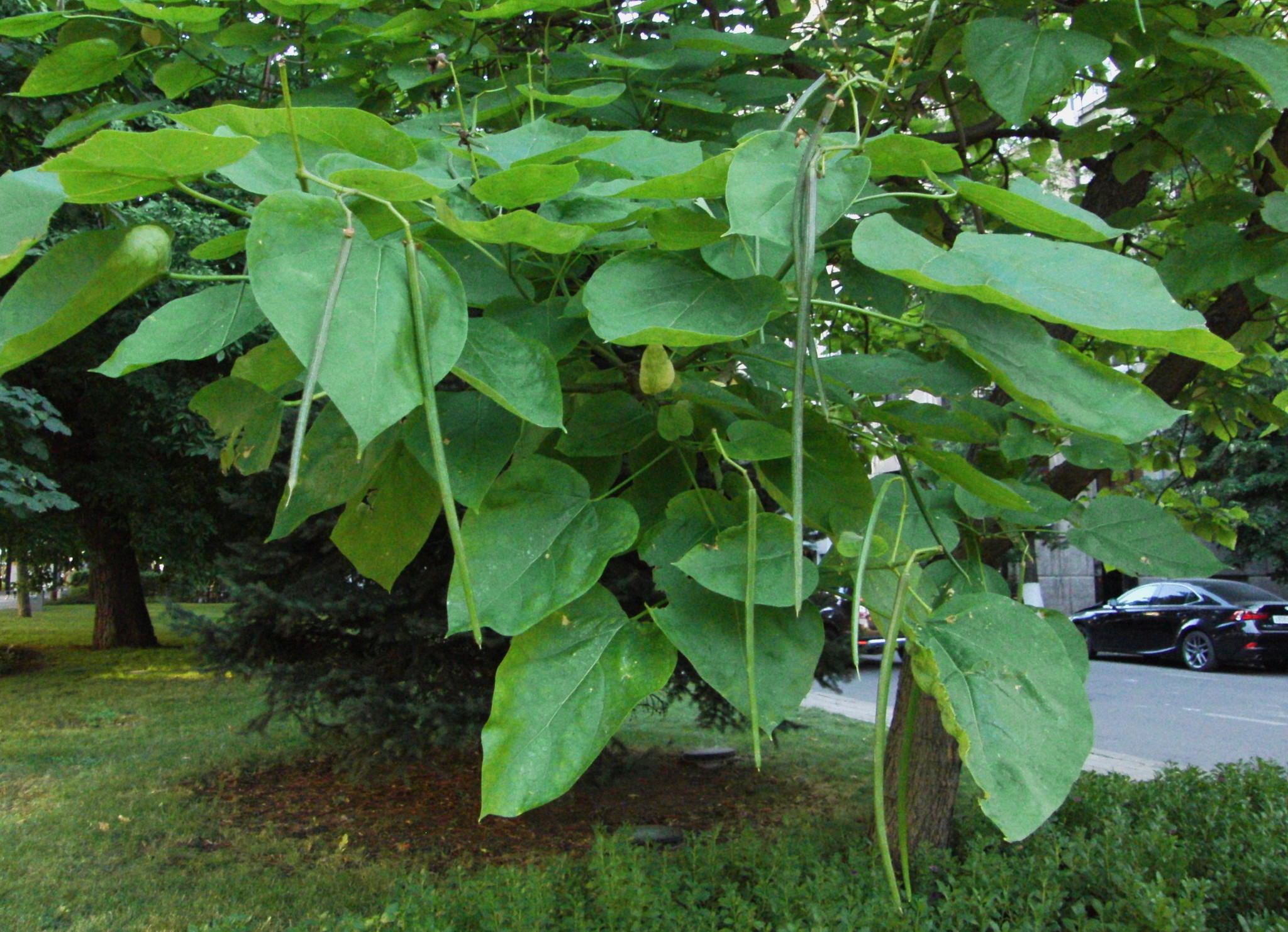Дерево с крупными листьями и длинными стручками название фото