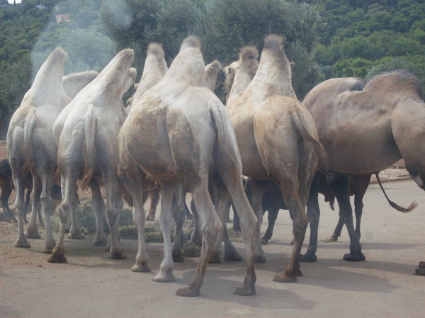 ,,Zoosafari,,