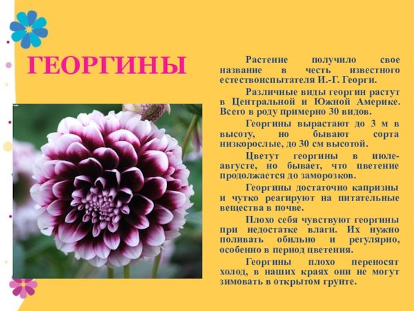 Описание цветов фото
