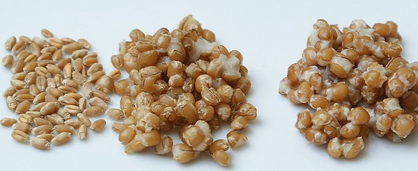 №16 из 52: Неаполитанский пасхальный пирог - Pastiera Napoletana