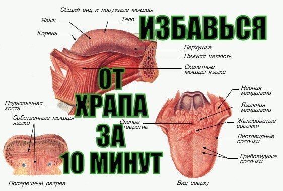Как должен выглядеть корень языка Обсуждения - Блог. Tanja Pishaeva - Группы Мой Мир
