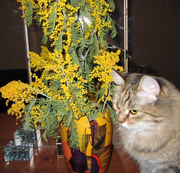 С мимозой