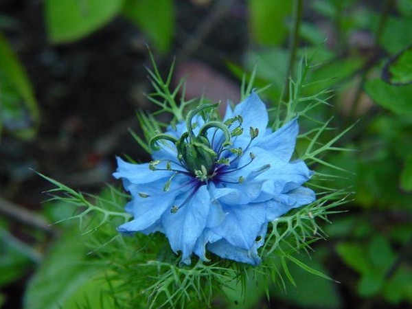 Нигелла цветок фото и описание