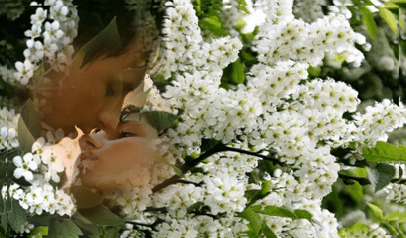 Песня белый любовь. Черемуха в цвету. Черемуха цветет в саду.