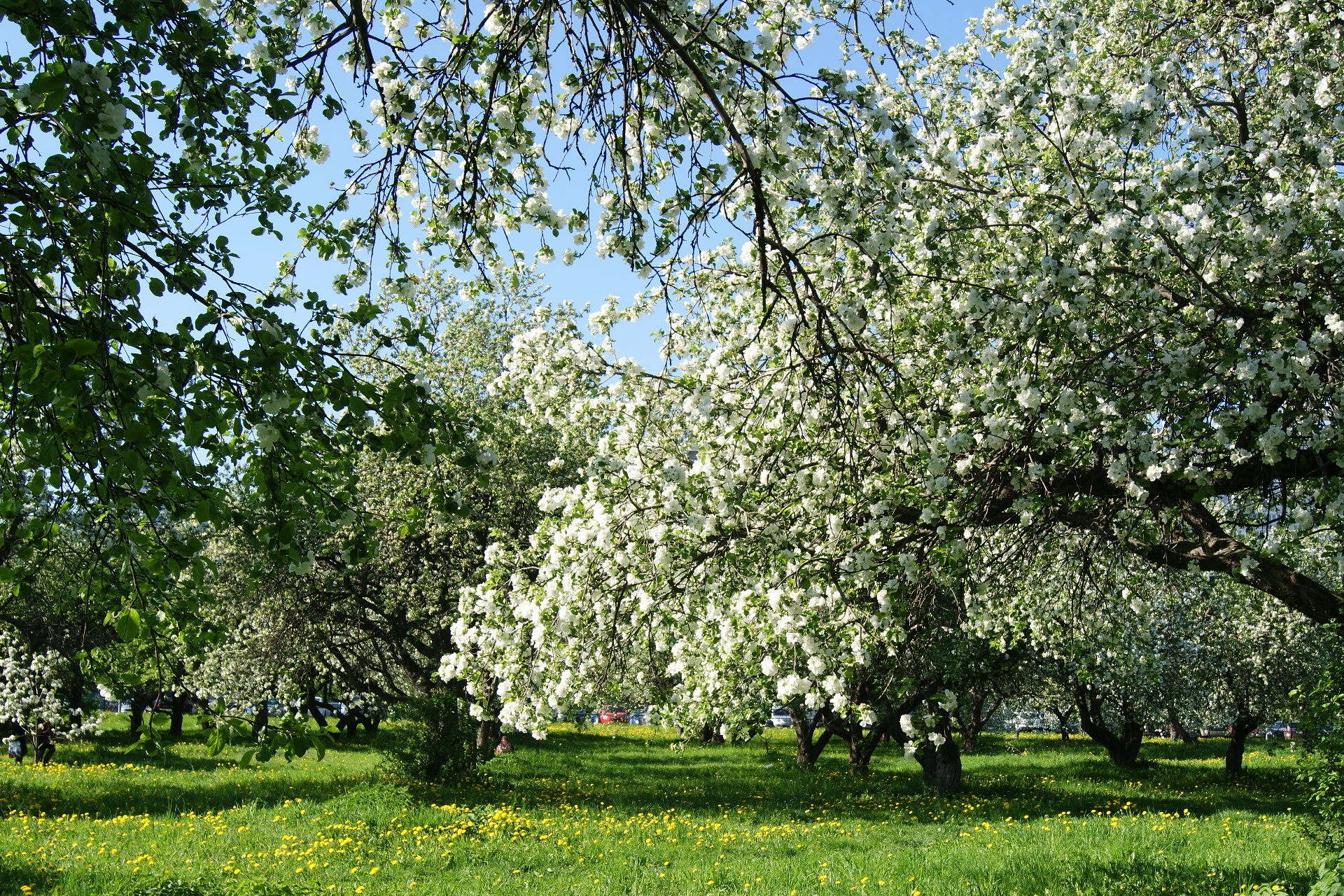 Яблоневый сад место. Цветущие сады в Коломенском черемуха. Весной цветут деревья черемуха. Борисовские пруды цветущие яблони. Черемуха цветет в саду.